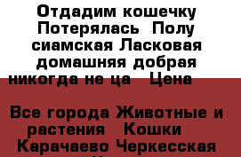 Отдадим кошечку.Потерялась. Полу сиамская.Ласковая,домашняя,добрая,никогда не ца › Цена ­ 1 - Все города Животные и растения » Кошки   . Карачаево-Черкесская респ.,Черкесск г.